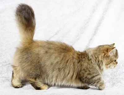 Наполеон - Породы кошек с фотографиями