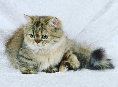 Порода кошек Наполеон, или Менуэт: фото, описание стандартов, окрасы,  характер