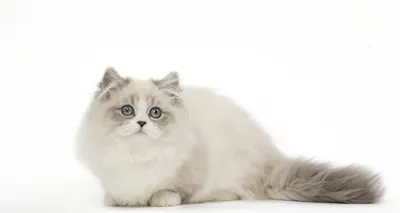 Наполеон кошка (менуэт) описание породы кошек, фото, цена окрас, уход и  здоровье