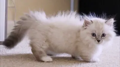 Наполеон Карликовая кошка, Порода кошек - YouTube