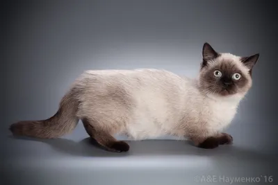 Порода кошек Наполеон (Менуэт) | Статьи о манчкинах