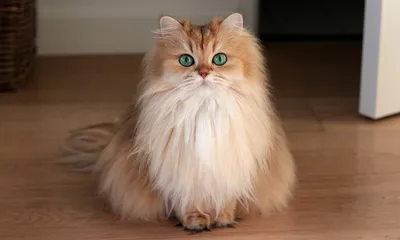Снупи: самый милый кот в мире - YouTube