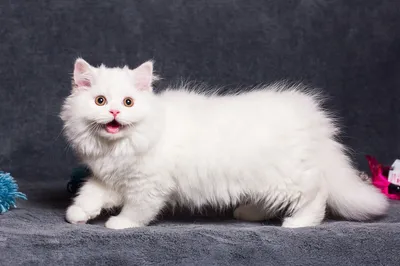 Карликовая кошка наполеон: описание породы, фото, видео