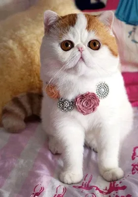Менуэт порода кошек - картинки и фото koshka.top