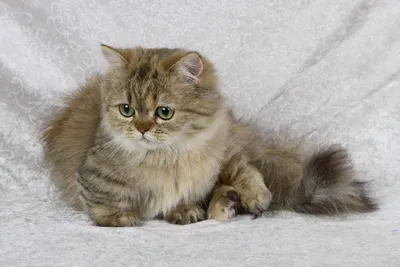 Наполеон или менуэт: описание породы кошек, 25+ фото, цена