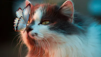 Уходи, я с тобой не разговариваю»: обиженный на хозяина кот умилил соцсети