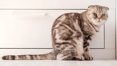 9 признаков того, что ты бесишь своего кота | WMJ.ru