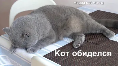 КОТ ОБИДЕЛСЯ / British cat offended - YouTube