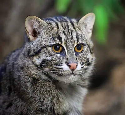 Виверровый кот – описание породы, ареал обитания, фото и цена котенка  рыболова