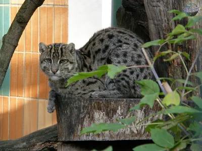 Кот-рыболов - Кошачьи | Некоммерческий учебно-познавательный  интернет-портал Зоогалактика