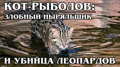 КОШКА-РЫБОЛОВ: Агрессивный любитель рыбки с перепонками на лапах - Zoo -  Планета Земля