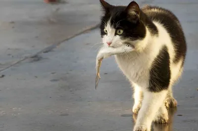 Кот — рыболов от Бога, видео как кошка ловит рыбу
