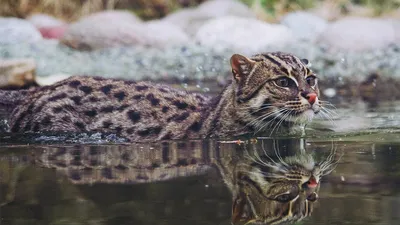 Вивверовый кот - хищный ныряльщик и настоящий рыболов! Интересные факты о  коте-рыболове. - YouTube
