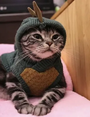 Одежда с котами и кошками, мерч от 290 руб купить в интернет магазине