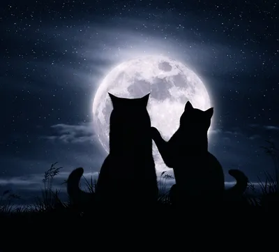 Картинки кошка Силуэт Двое Любовь Луна Животные