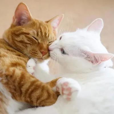 Безответная любовь кота Лунтика | Животные | Дзен
