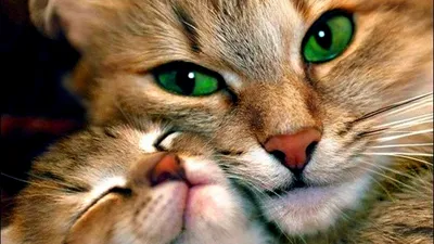 Картинки кошка и котёнок, коты, любовь, пухнастики, животные, зелёные  глаза, питомцы - обои 2560x1440, картинка №150815