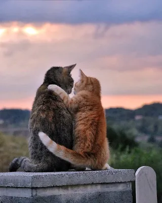 Коты обнимаются (97 лучших фото)