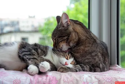 Два милых котика (86 лучших фото)