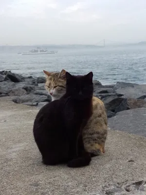 Третьяковские путешествия: Коты Стамбула
