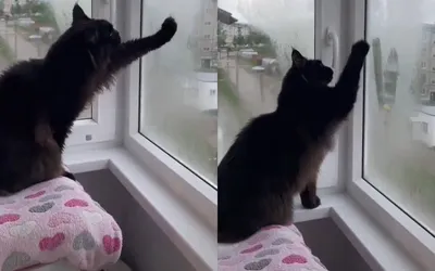 Показал свою любовь: кот нарисовал на окне сердечко и растрогал владелицу