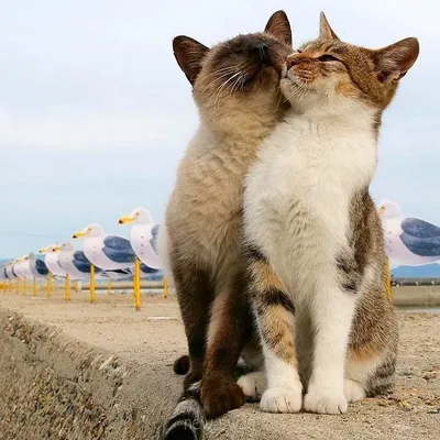 Красивые влюбленные котики (20 лучших фото)