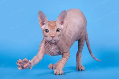 Донской сфинкс котята - Породы кошек с фотографиями - Котостудия