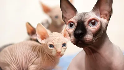 Кошка-сфинкс родила котенка с дефектом (фото)