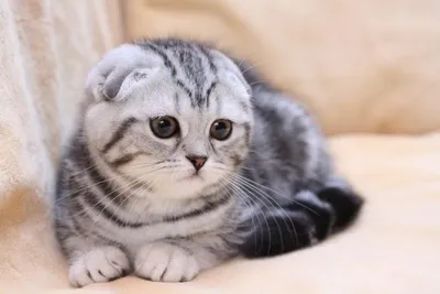Британская мраморная вислоухая кошка | Смотреть 63 фото бесплатно