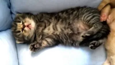 Спят котята Шотландские вислоухие в 2 недели от кошки Скоттиш Страйт и папа  Скоттиш Фолд - YouTube