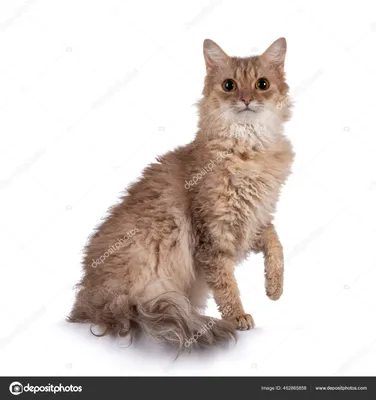 SELKIRK REX | Seltsame katzen, Langhaarige katzen, Selkirk rex