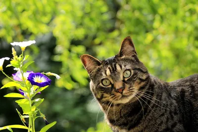 Садовые цветы, безопасные для Кошек и Собак | Дом и Сад✓ | Дзен