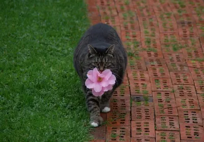 Кошка приносит хозяйке садовые цветы вместо мышей