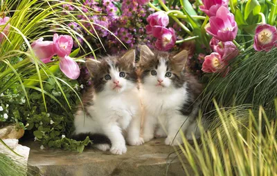 Обои зелень, животные, кошки, цветы, котята, тюльпаны, малыши картинки на  рабочий стол, раздел кошки - скачать