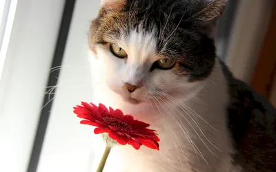 Кошка с цветком (54 лучших фото)
