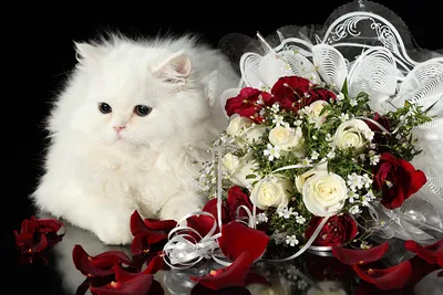 Фотография Кошки букет Розы Белый пушистые цветок Взгляд животное