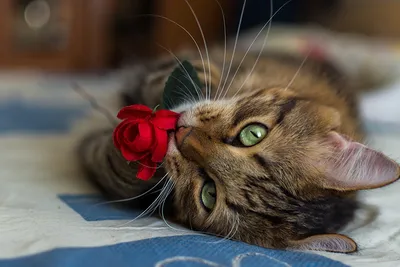 Фотография Кошки Розы Цветы Усы Вибриссы морды Взгляд Животные