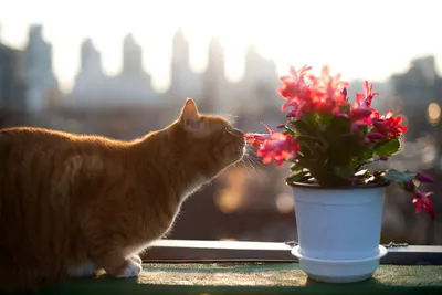 Почему кошки любят сбрасывать горшки с цветами: вы удивитесь: новости,  животные, кошки, цветы, поведение, домашние животные