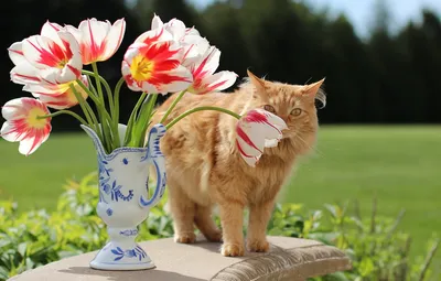 Обои зелень, кошка, кот, взгляд, цветы, стол, поляна, букет, весна, рыжий,  тюльпаны, ваза, натюрморт, бутоны, лужайка картинки на рабочий стол, раздел  кошки - скачать