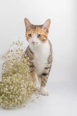 Кошки сплошной цвет фон гипсофила цветы фотографии картинки И картинка для  бесплатной загрузки - Pngtree