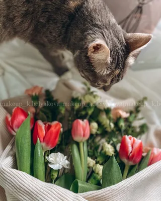 Фотография коты Цветы Животные 1920x1080