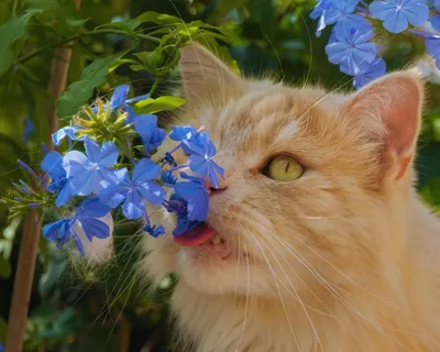 кошка с голубыми цветами | Кошки, Кот, Животные