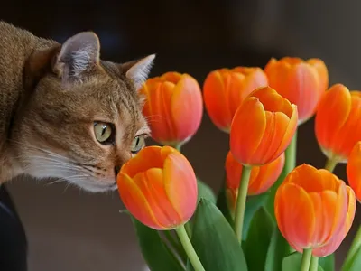 кошка поливает цветы стоковое фото. изображение насчитывающей смогите -  227898828