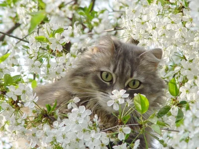 Обои на монитор | Животные | Животное, кот, кошка, цветы, тюльпаны