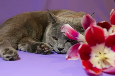Аккуратнее с букетами: эти цветы могут убить вашу кошку