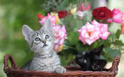 Два милых котенка в плетенной корзине на фоне роз | Обои для телефона