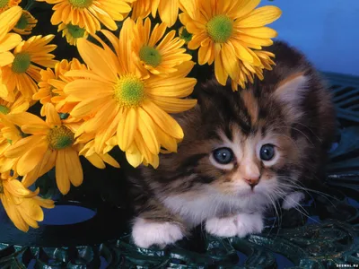 Почему кошки едят комнатные растения? | Мур - Мяу | Пульс Mail.ru