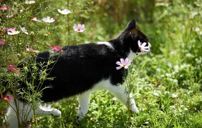 Чем опасны комнатные растения для кошек? - \"Друг\"