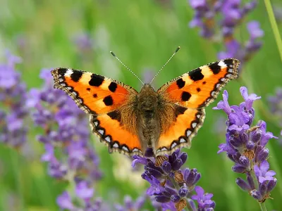 Бабочка Крапивница. Описание вида. Aglais urticae