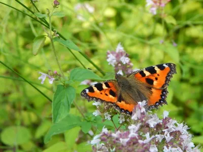 Бабочка Свет, бабочка, щетка Footed Butterfly, фотография, насекомые png |  PNGWing